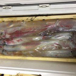 第二龍勢丸 釣果