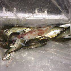 第二八坂丸 釣果