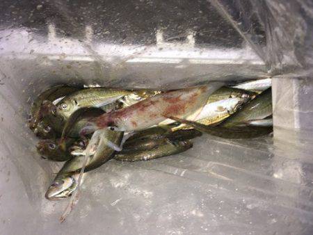 第二八坂丸 釣果