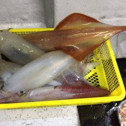 第二龍勢丸 釣果