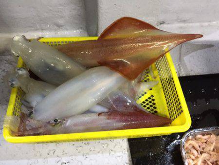 第二龍勢丸 釣果