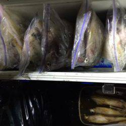 第二龍勢丸 釣果