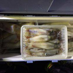 第二龍勢丸 釣果