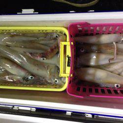 第二龍勢丸 釣果