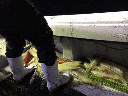 第二龍勢丸 釣果