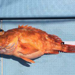 第二八坂丸 釣果