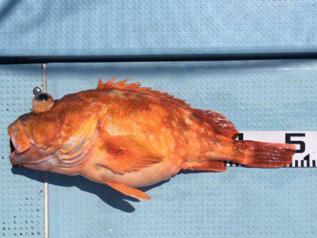 第二八坂丸 釣果