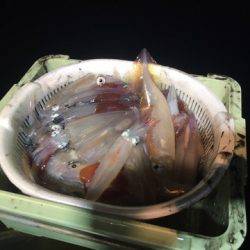 ＴＡＲＯＭＡＲＵ 釣果