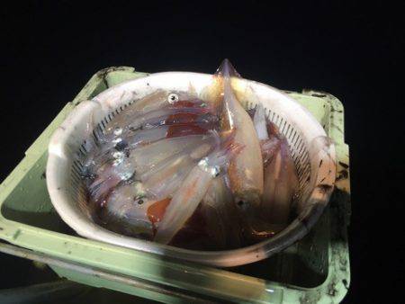 ＴＡＲＯＭＡＲＵ 釣果