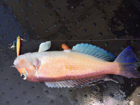 第二龍勢丸 釣果