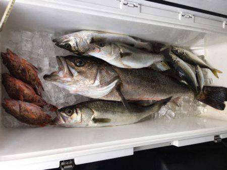 うさぎ丸 釣果