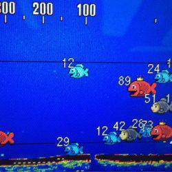 末広丸(熊本) 釣果