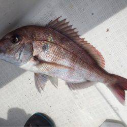 「LaGooN」蒼陽丸 日和号 釣果