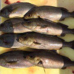 「LaGooN」蒼陽丸 日和号 釣果