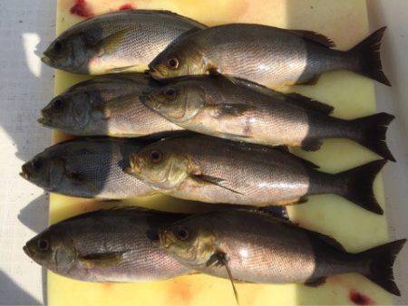 「LaGooN」蒼陽丸 日和号 釣果