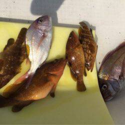 「LaGooN」蒼陽丸 日和号 釣果