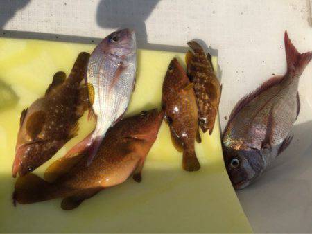 「LaGooN」蒼陽丸 日和号 釣果