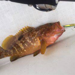 「LaGooN」蒼陽丸 日和号 釣果