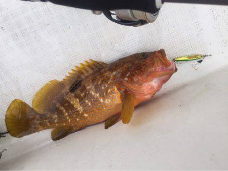 「LaGooN」蒼陽丸 日和号 釣果