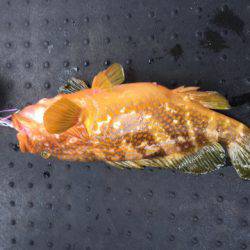 第二龍勢丸 釣果