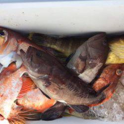 第二龍勢丸 釣果