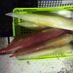 第二龍勢丸 釣果