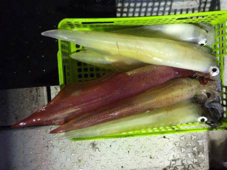 第二龍勢丸 釣果