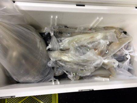 第二龍勢丸 釣果