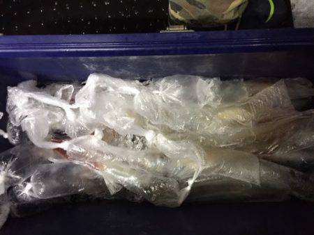 第二龍勢丸 釣果