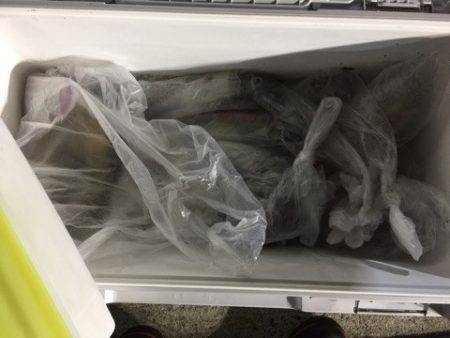 第二龍勢丸 釣果