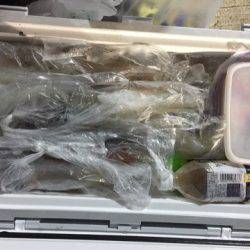 第二龍勢丸 釣果