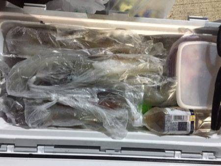 第二龍勢丸 釣果