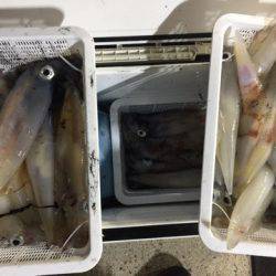 第二龍勢丸 釣果