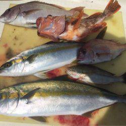 「LaGooN」蒼陽丸 日和号 釣果