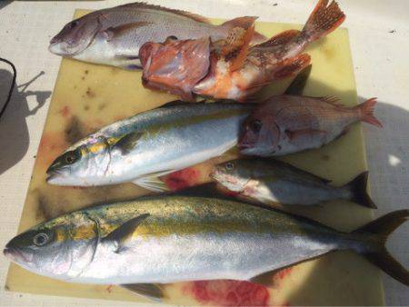 「LaGooN」蒼陽丸 日和号 釣果