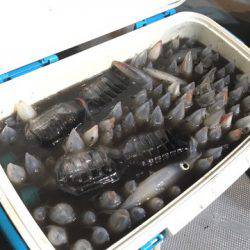 ＴＡＲＯＭＡＲＵ 釣果