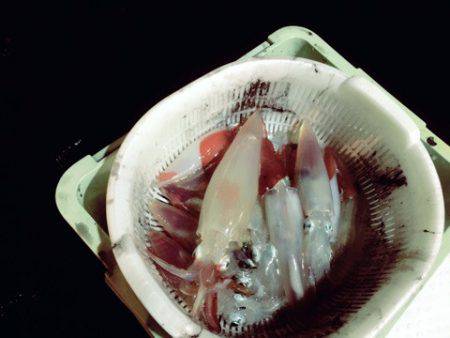 ＴＡＲＯＭＡＲＵ 釣果