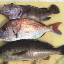 「LaGooN」蒼陽丸 日和号 釣果