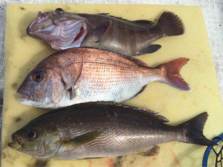 「LaGooN」蒼陽丸 日和号 釣果