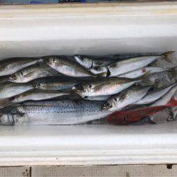 Monster Rush! 釣果