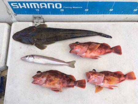 末広丸(熊本) 釣果