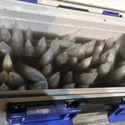 ＴＡＲＯＭＡＲＵ 釣果