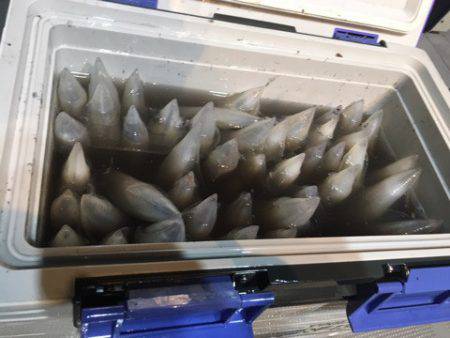 ＴＡＲＯＭＡＲＵ 釣果