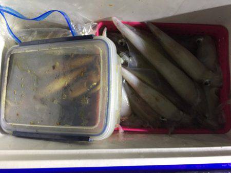 第二龍勢丸 釣果