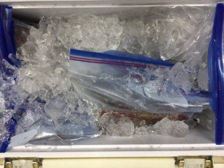 第二龍勢丸 釣果