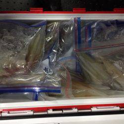 第二龍勢丸 釣果