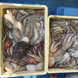 ヤザワ渡船 釣果