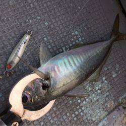 第二 海洋丸 釣果