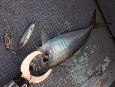 第二 海洋丸 釣果