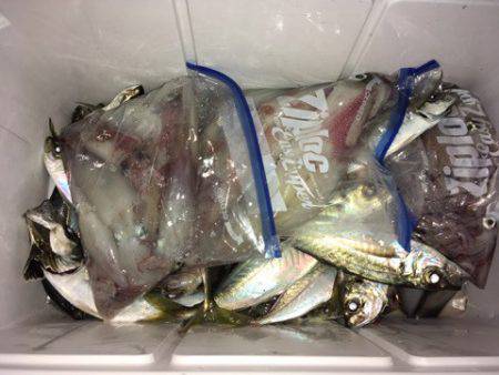 第二八坂丸 釣果